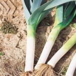 Как вырастить лук порей: подготовка рассады, высадка, уход