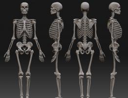 Основные ткани, строение скелета человека Скелет взрослого человека образует какая ткань