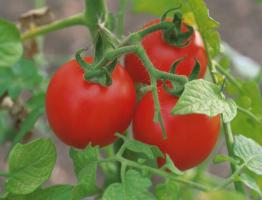 Народные средства защиты сада и огорода от вредителей: табачная пыль, картофельная и томатная ботва