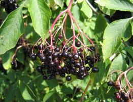 Ягоды и цветы бузины черной: лечебные свойства, применение